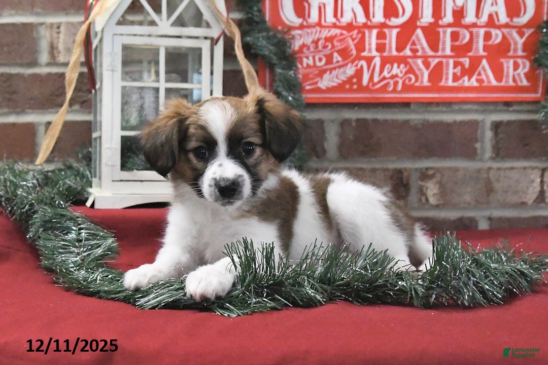 Papillon dogs for sale: Oreo - Ad 1