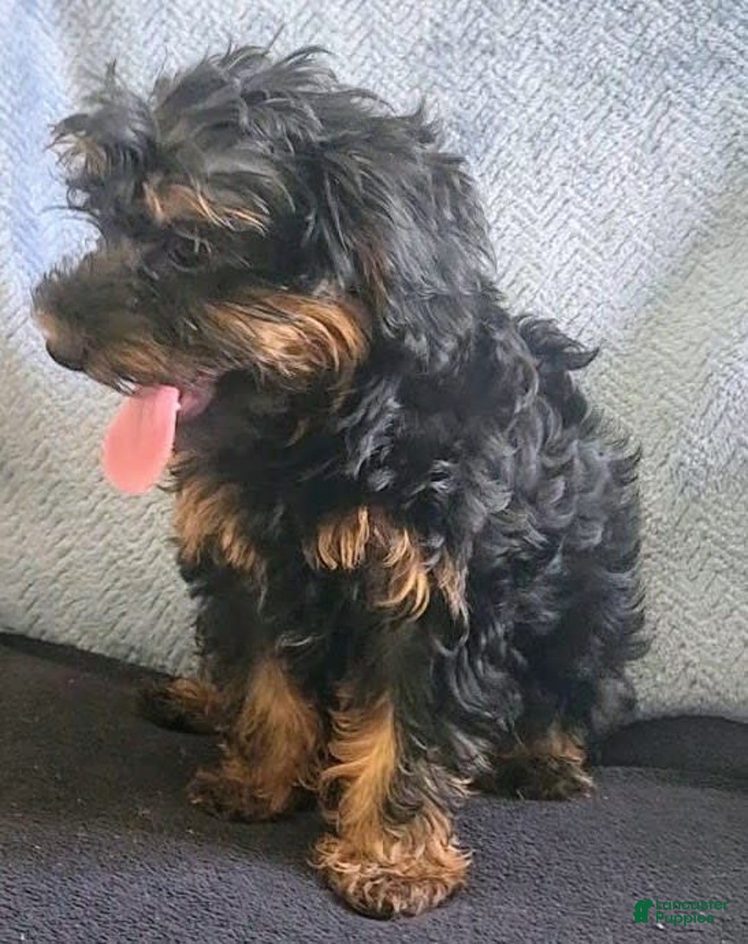 Yorkiepoo dogs for sale: Brownie - Ad 2