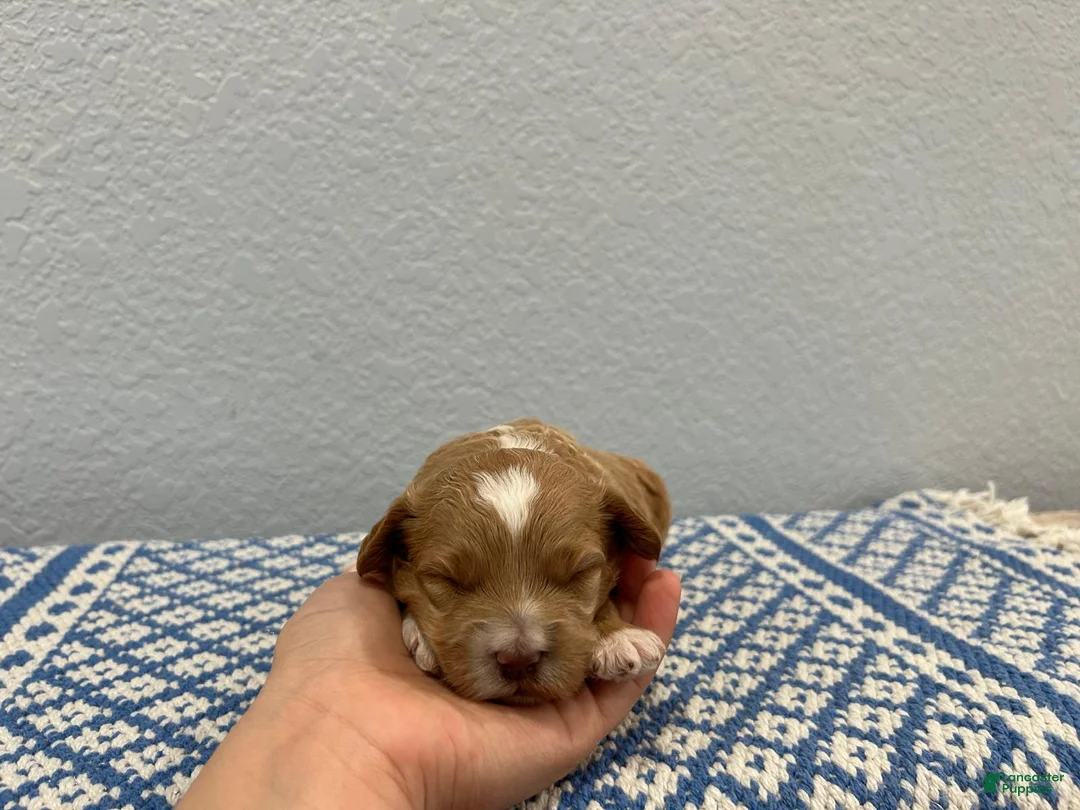 Mini Goldendoodle dogs for sale: Stormy - Ad 1
