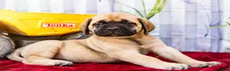 English Mastiff dogs for sale: Marco - Ad 5