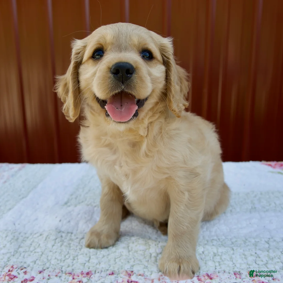 Miniature Golden Retriever dogs for sale: Gracie - Ad 2