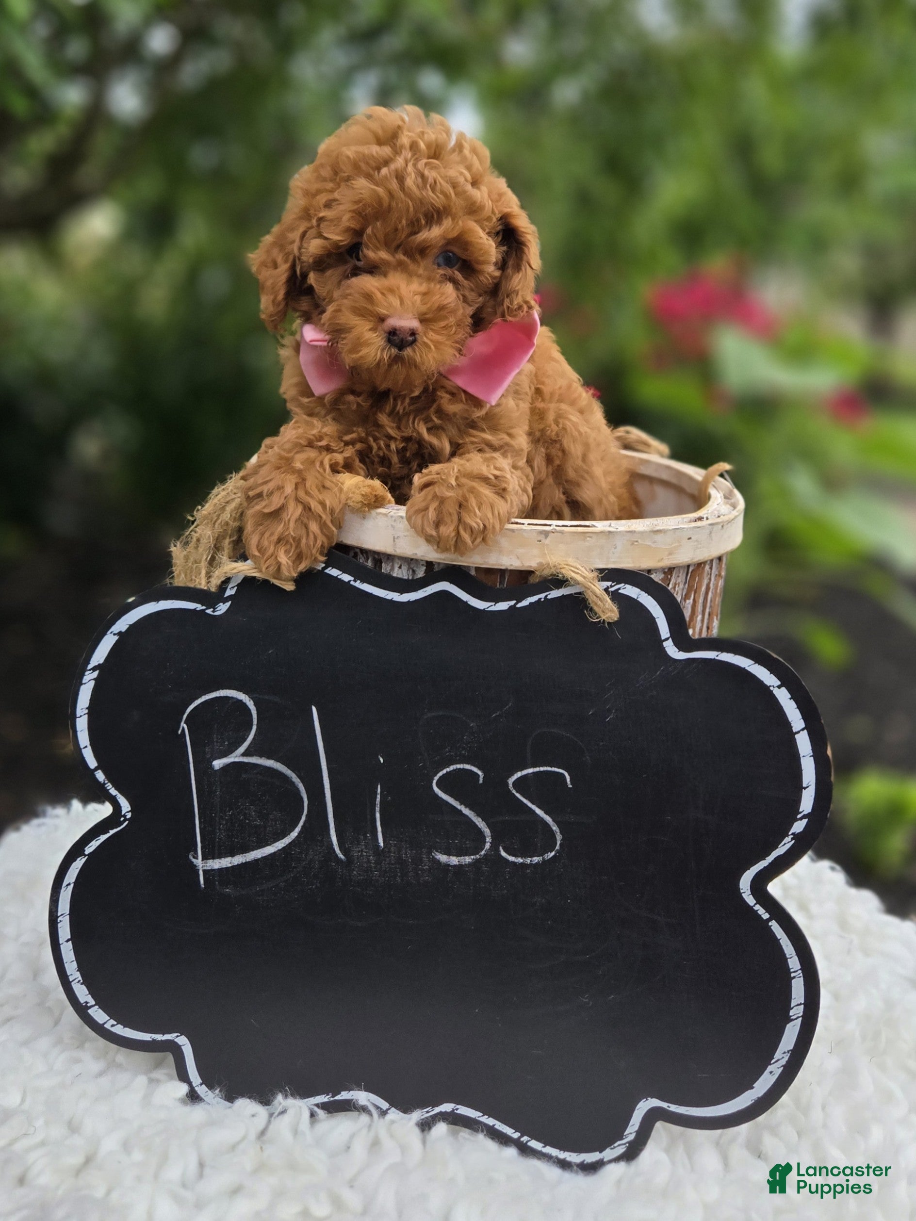 Miniature Poodle dogs Bliss - Ad 2