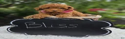 Miniature Poodle dogs for sale: Bliss - Ad 2