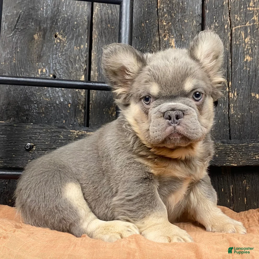 French Bulldog dogs for sale: Bear - Ad 1