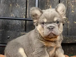French Bulldog dogs Bear - Ad 5