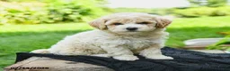 Bichpoo dogs for sale: Henry - Ad 4