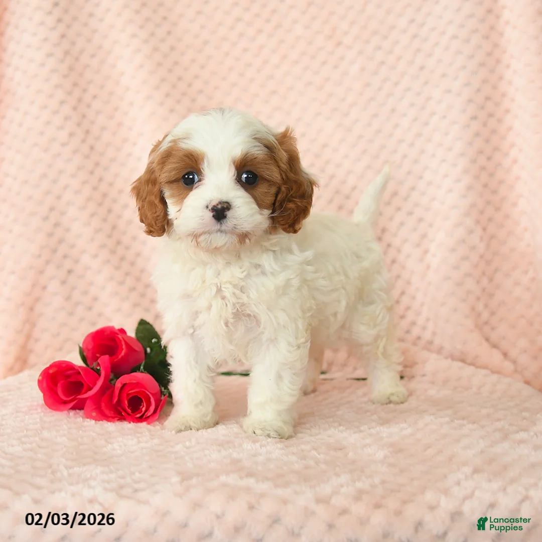 Cavapoo dogs for sale: Daisy - Ad 3
