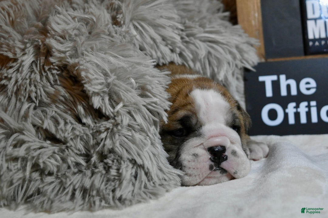 English Bulldog dogs for sale: Dwight - Ad 4
