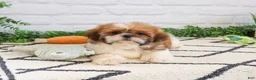 Shih Tzu dogs for sale: Flash  - Ad 4