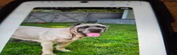 Cane Corso dogs for sale: Cane Corso 5 - Ad 2