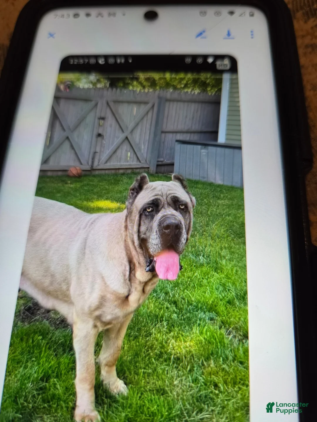 Cane Corso dogs for sale: Cane Corso 5 - Ad 2