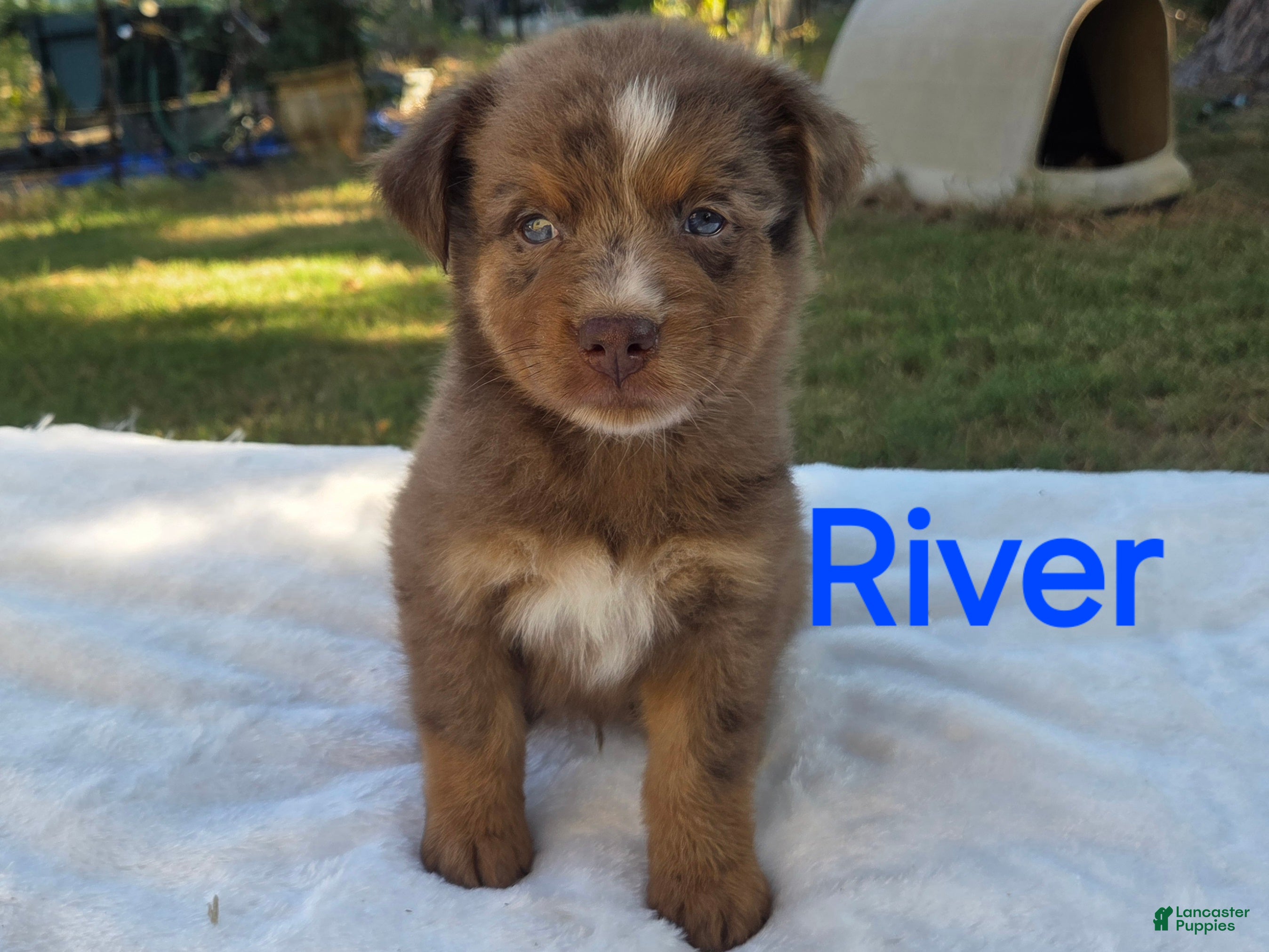 Australian Shepherd dogs River - Ad 13