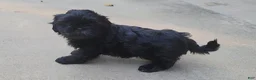 Shih Tzu dogs for sale: Sable - Ad 17