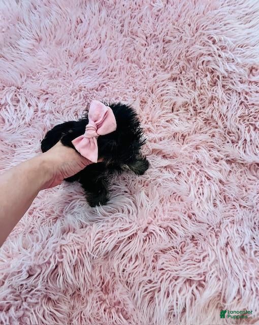 Yorkshire Terrier dogs Yorkshire Terrier Puppy 1 - Ad 11