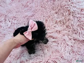 Yorkshire Terrier dogs Yorkshire Terrier Puppy 1 - Ad 13