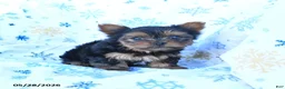 Yorkshire Terrier dogs for sale: Toby - Ad 4