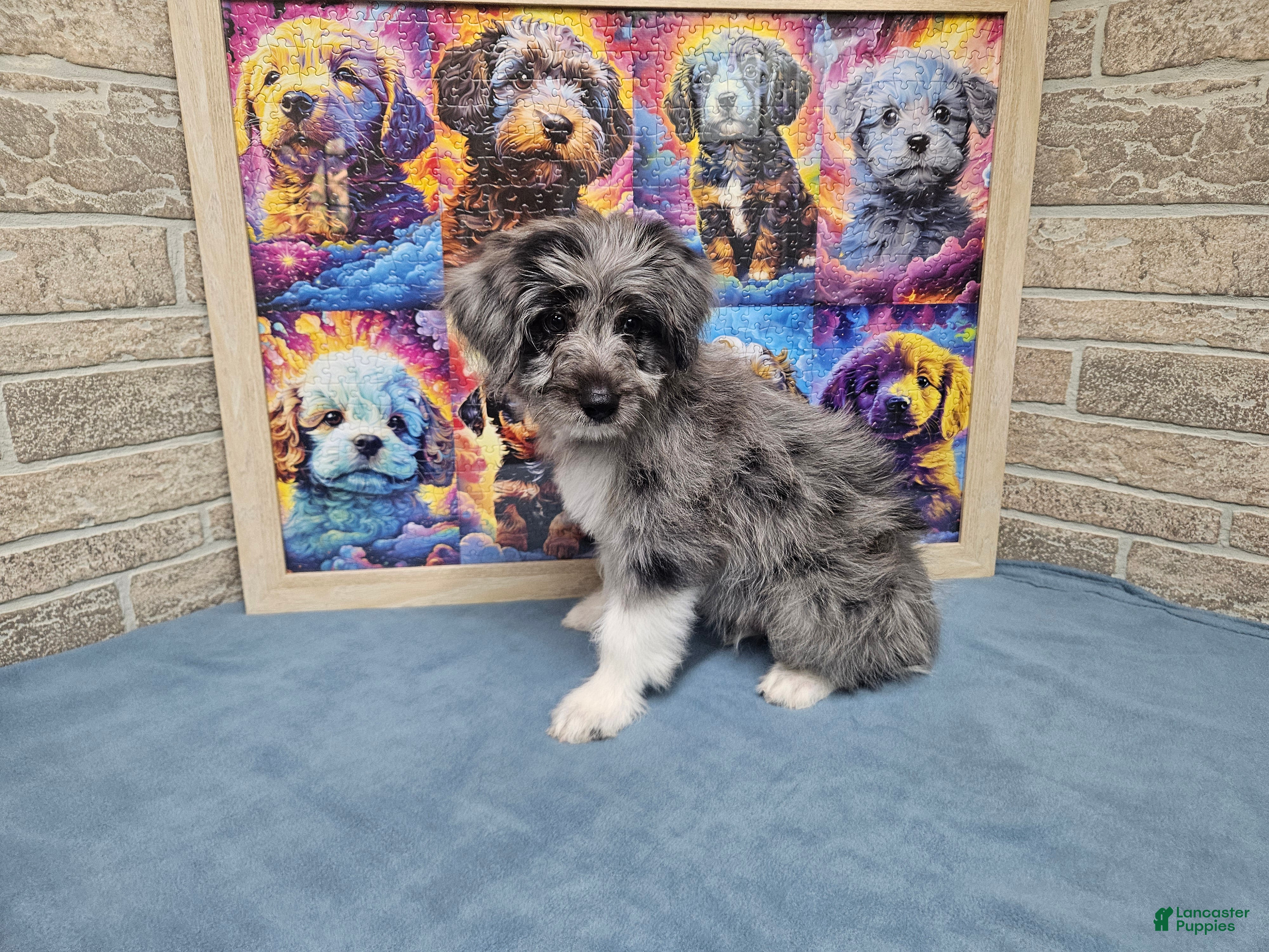 Mini Aussiedoodle dogs F1 Apple - Ad 10