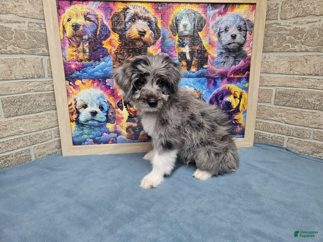 Mini Aussiedoodle dogs for sale: F1 Apple - Ad 2