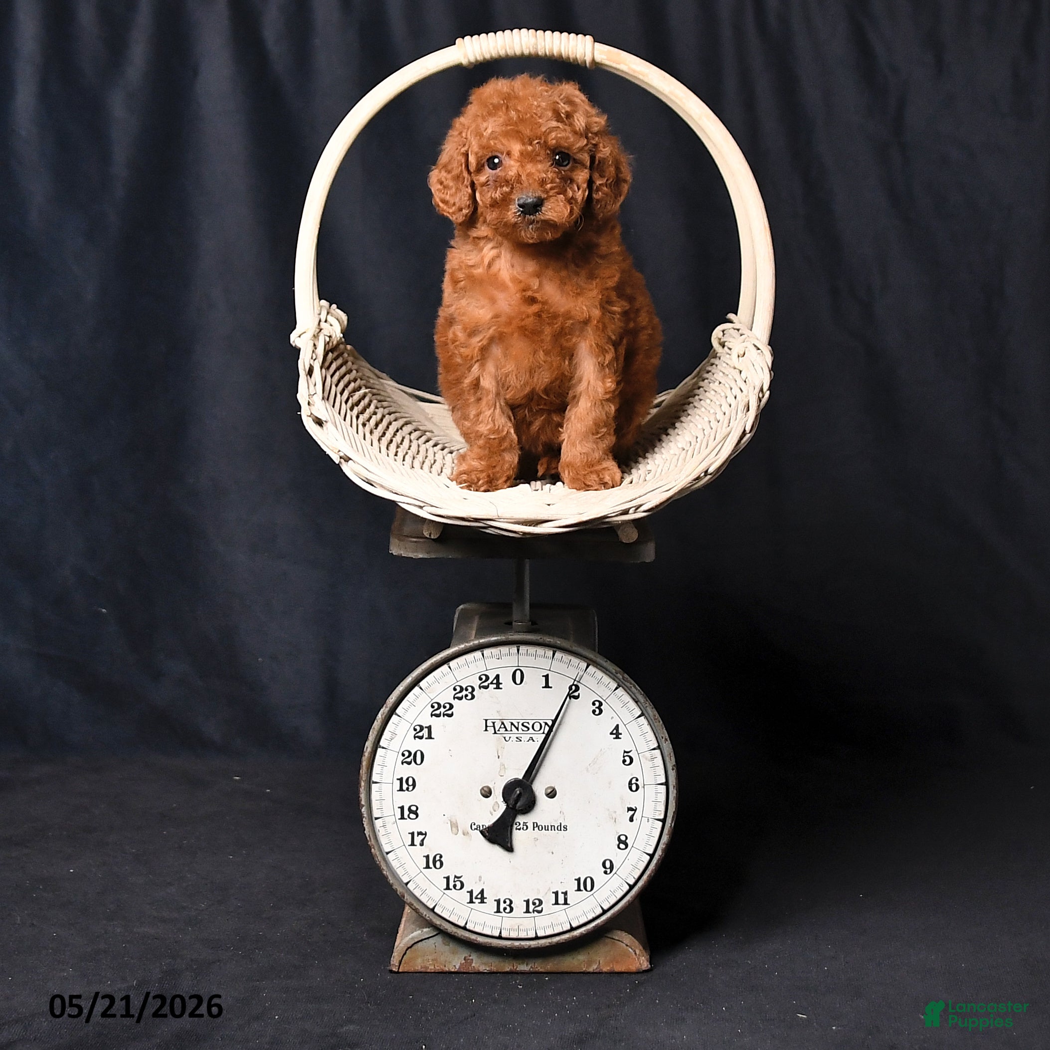 Toy Poodle dogs Tiny Charity - Ad 2