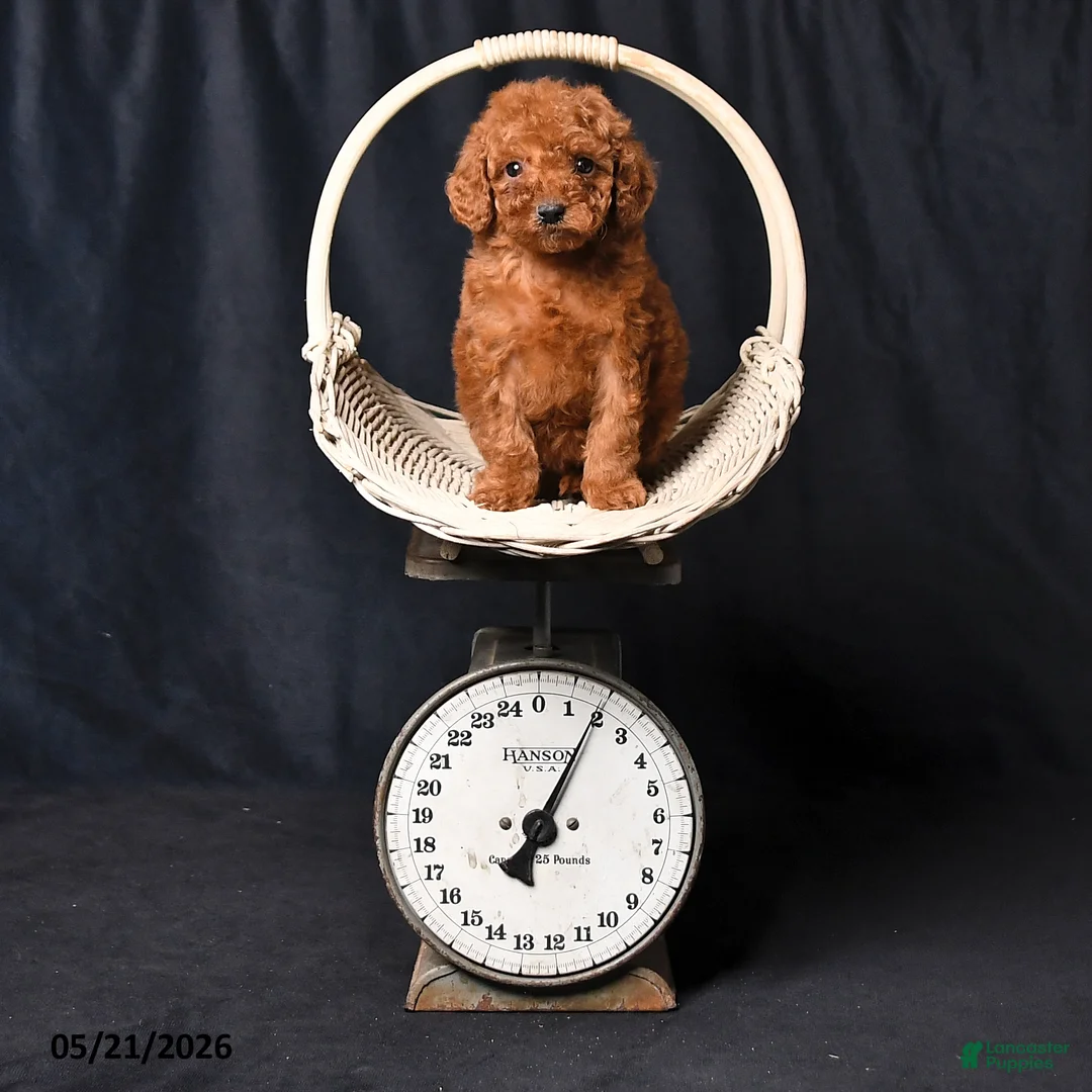 Toy Poodle dogs for sale: Tiny Charity - Ad 2