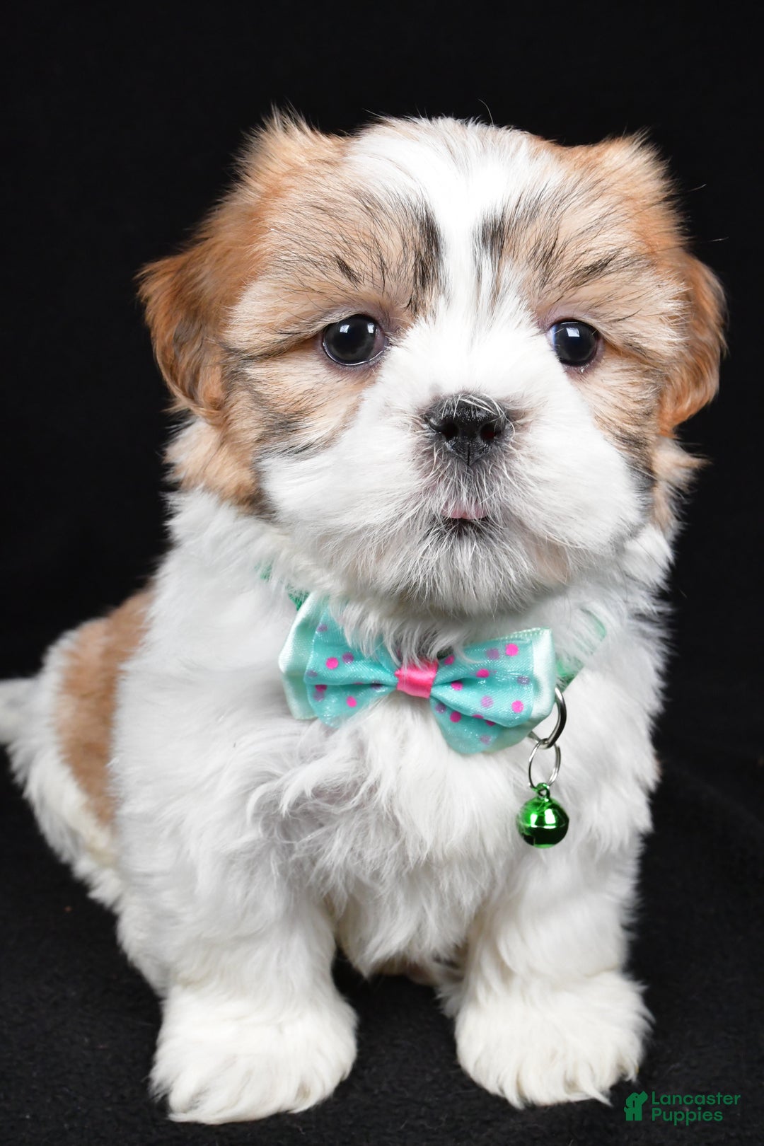 Shih Tzu dogs for sale: Hal - Ad 6