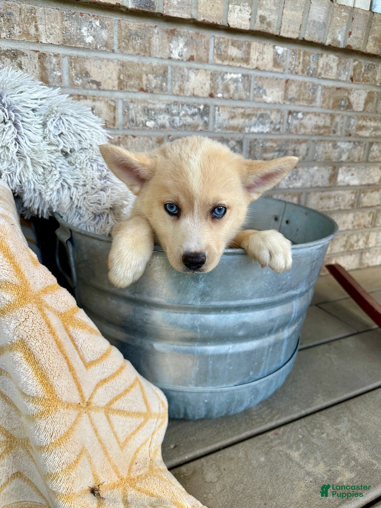 Pomsky dogs for sale: Cheeto - Ad 3