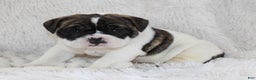English Bulldog dogs for sale: Riley - Ad 3