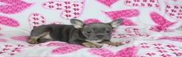 French Bulldog dogs for sale: Paisley - Ad 4