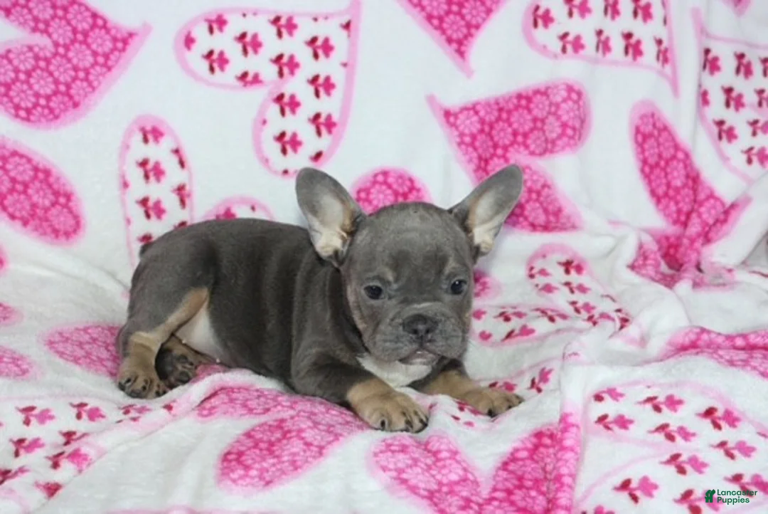 French Bulldog dogs for sale: Paisley - Ad 4