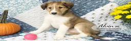 Shetland Sheepdog dogs for sale: Alvin - Ad 1