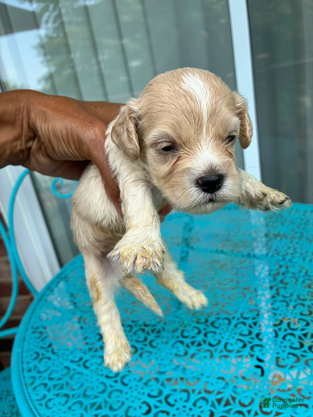 Cockapoo dogs for sale:  7. Tanner - Ad 2