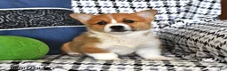 Welsh Corgi Pembroke dogs for sale: Bella   - Ad 4