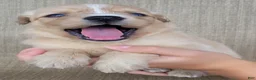 Australian Shepherd dogs for sale: Goldie - Ad 8