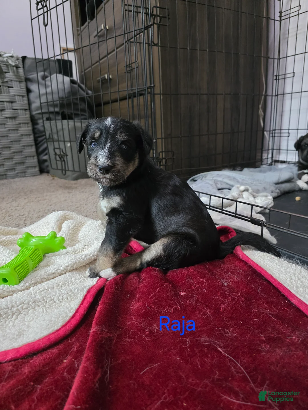 Huskipoo dogs for sale: Raja - Ad 1