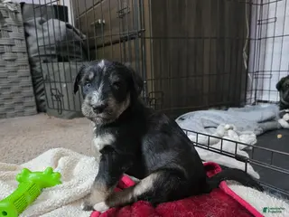 Huskipoo dogs for sale: Raja - Ad 1