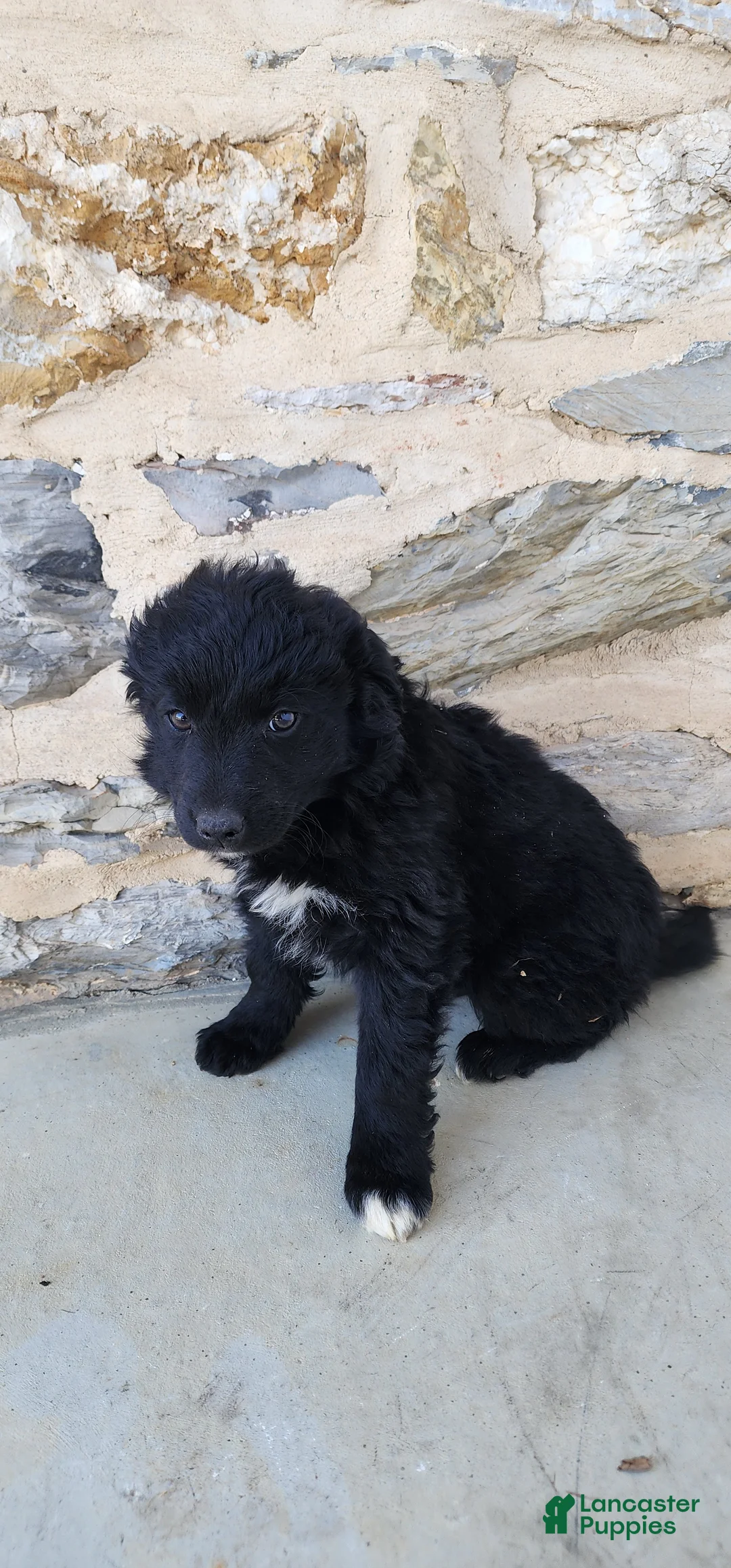 Mixed Breed dogs for sale: Mixed Breed Puppy 5 - Ad 4