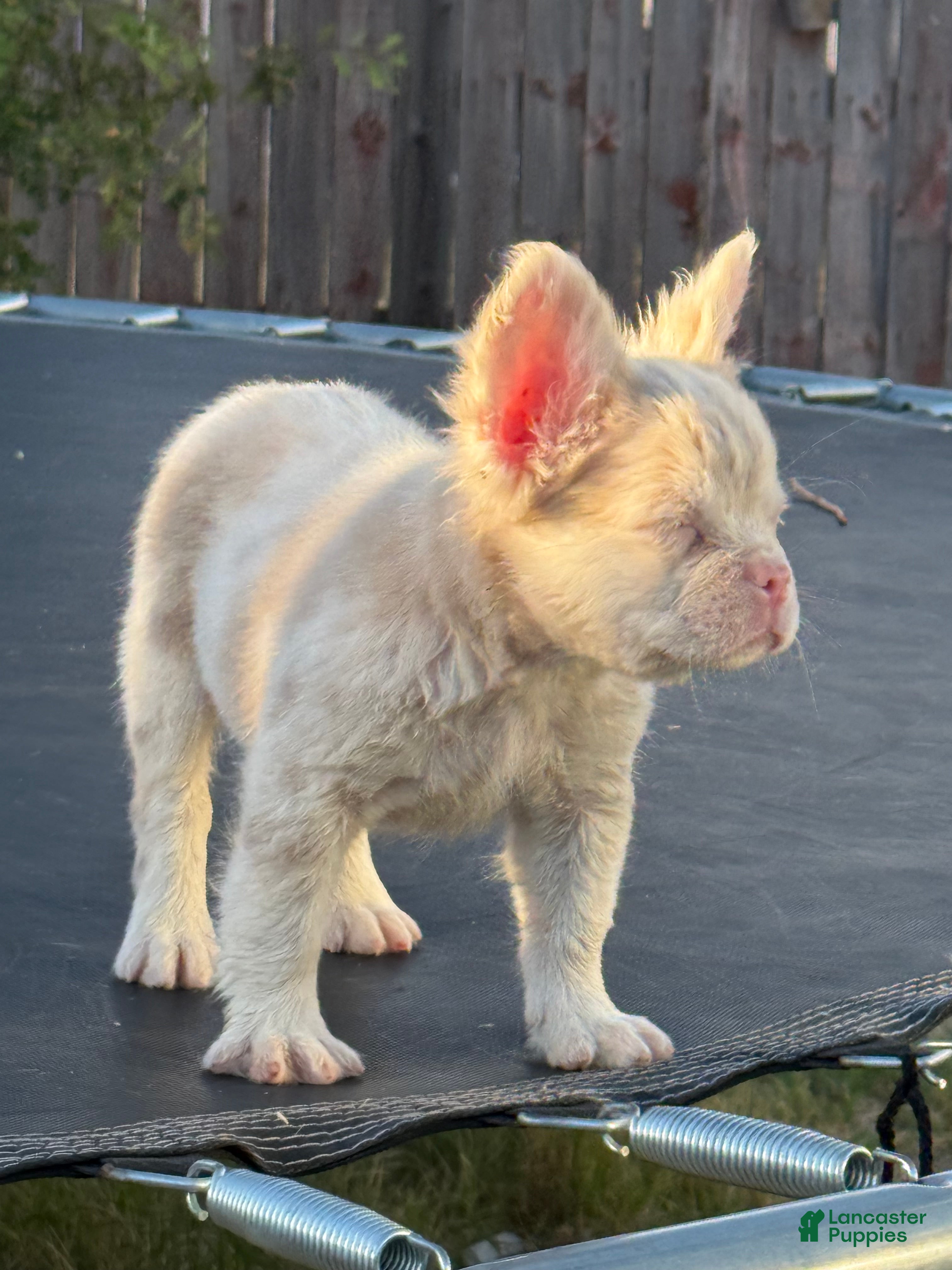 French Bulldog dogs Pink Prince - Ad 2