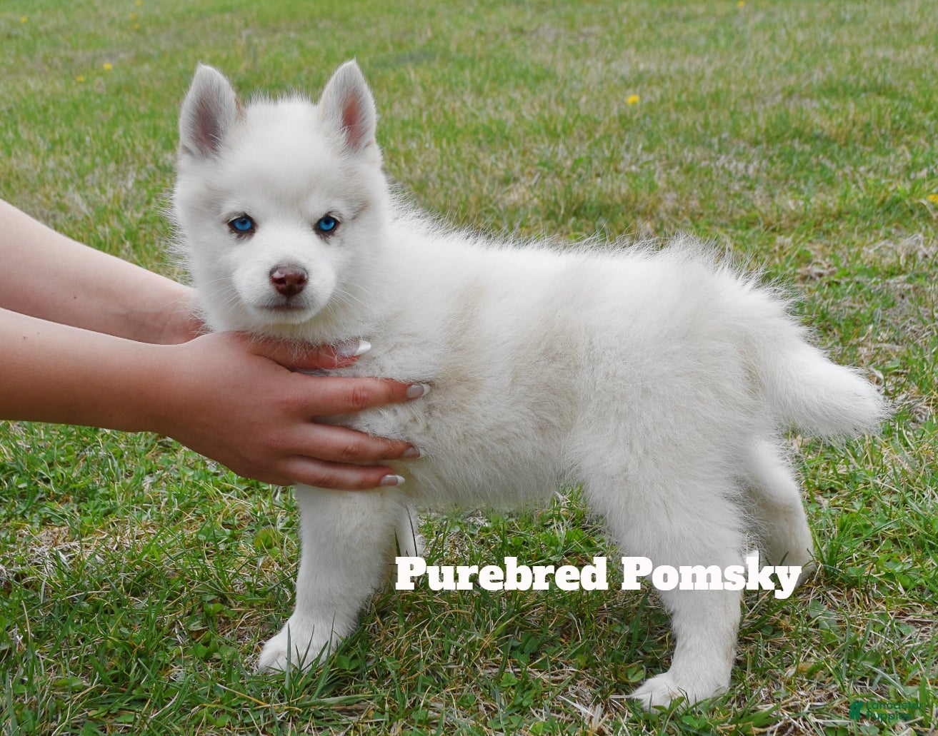 Pomsky dogs Teddy Tiny Pomsky - Ad 1