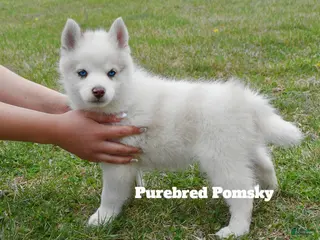 Pomsky dogs Teddy Tiny Pomsky - Ad 1