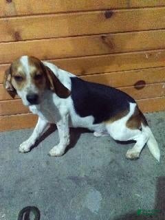 Beagle dogs Rock - Ad 1