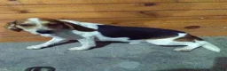 Beagle dogs for sale: Rock - Ad 1