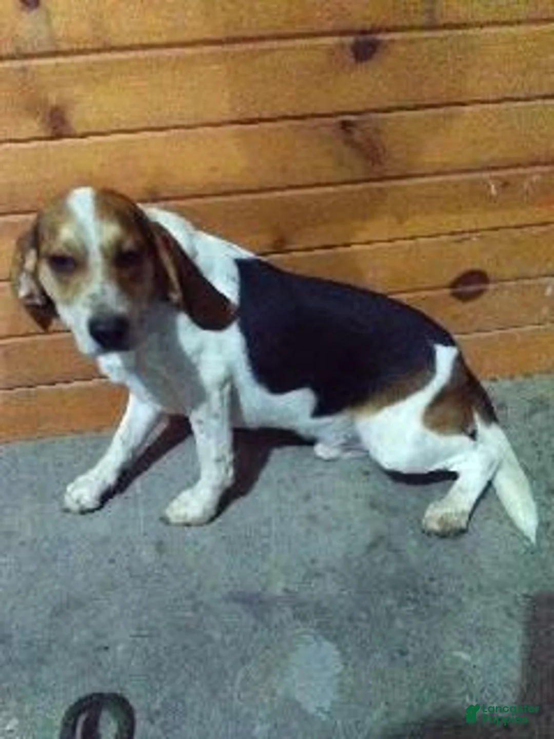 Beagle dogs for sale: Rock - Ad 1