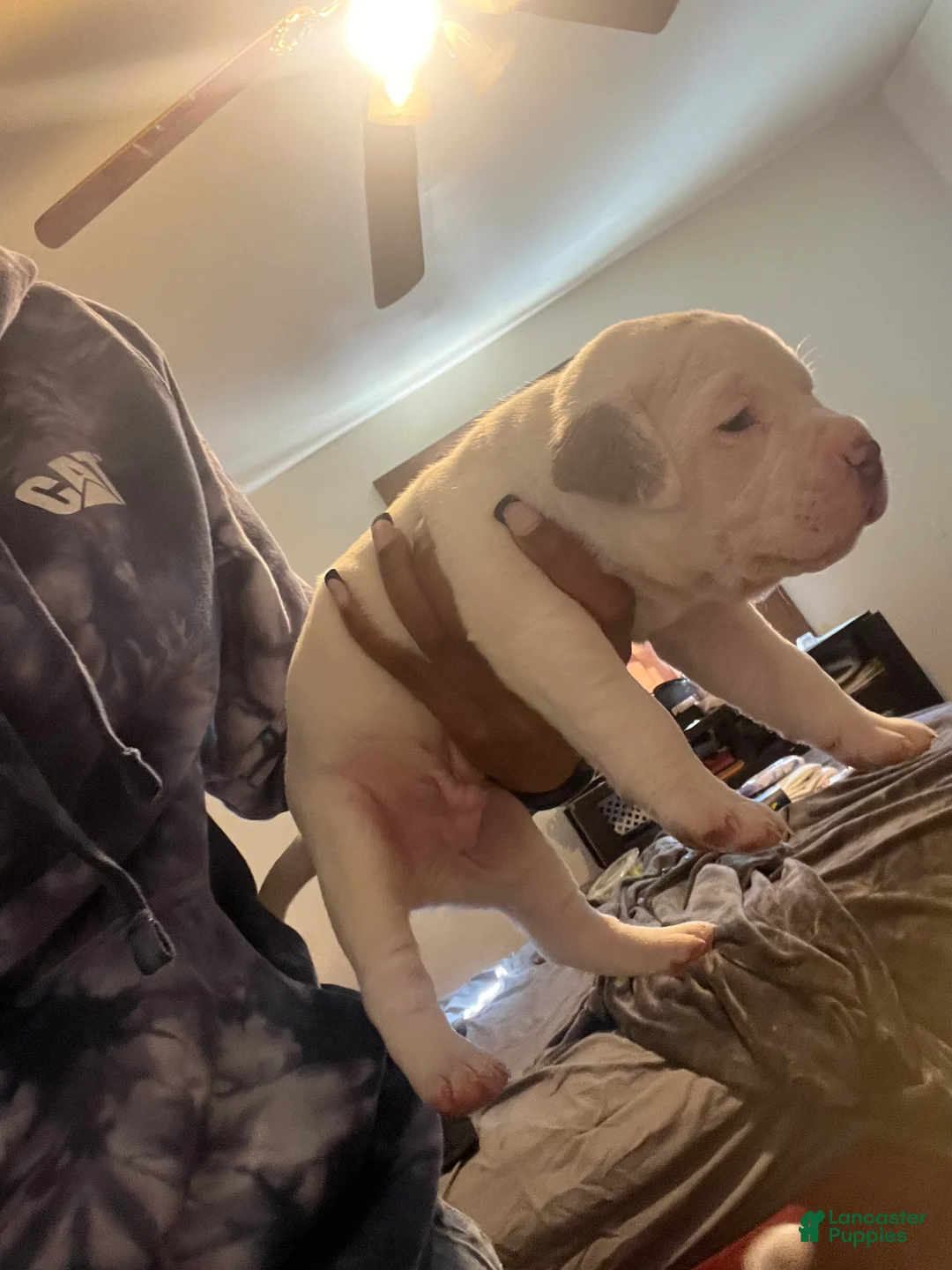 American Bully dogs for sale: American Bully Puppy 3 - Ad 3