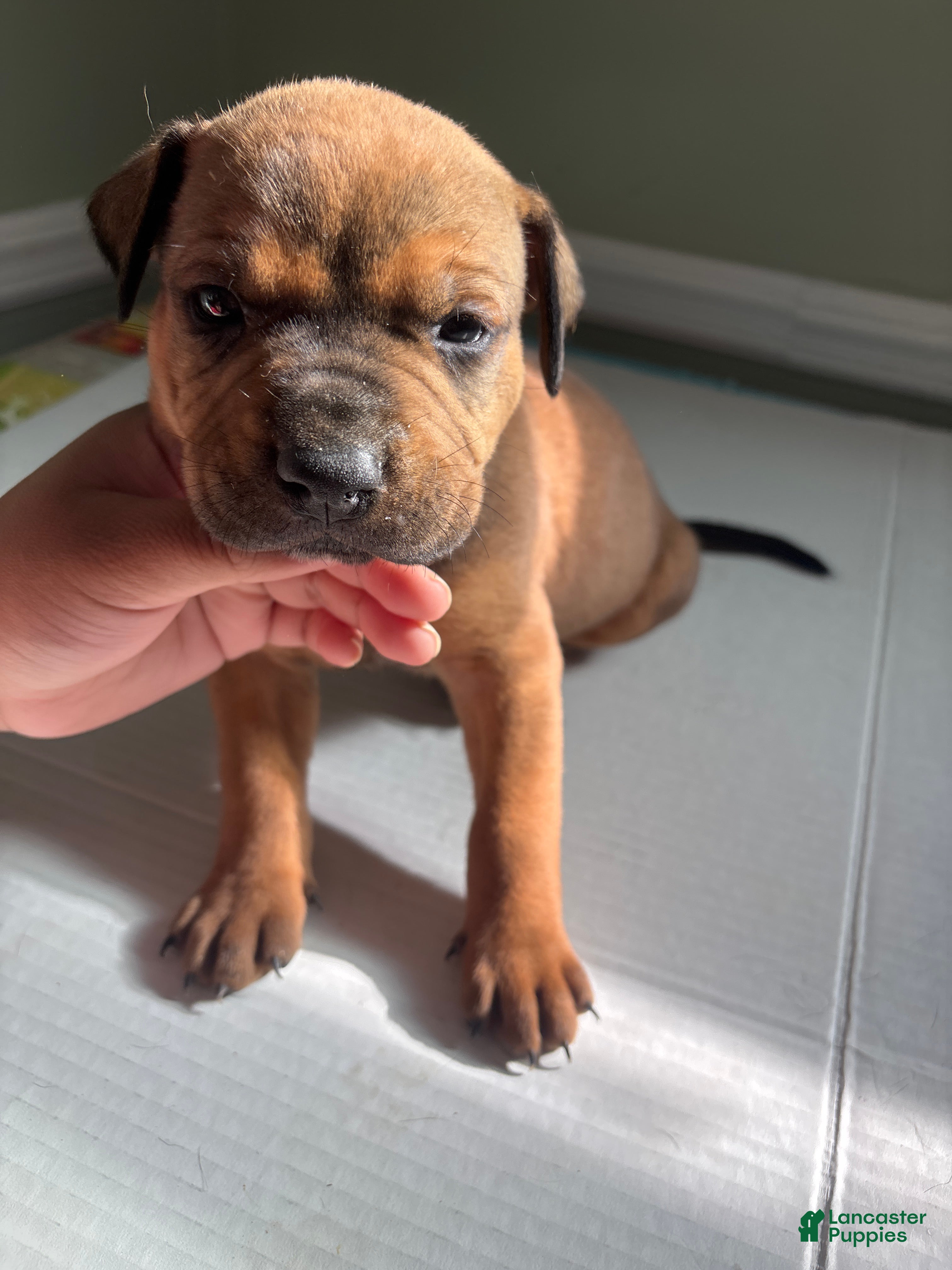 American Staffordshire Terrier dogs American Staffordshire Terrier Puppy 1 - Ad 7