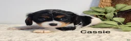 Cavalier King Charles Spaniel dogs for sale: Cassie  - Ad 5