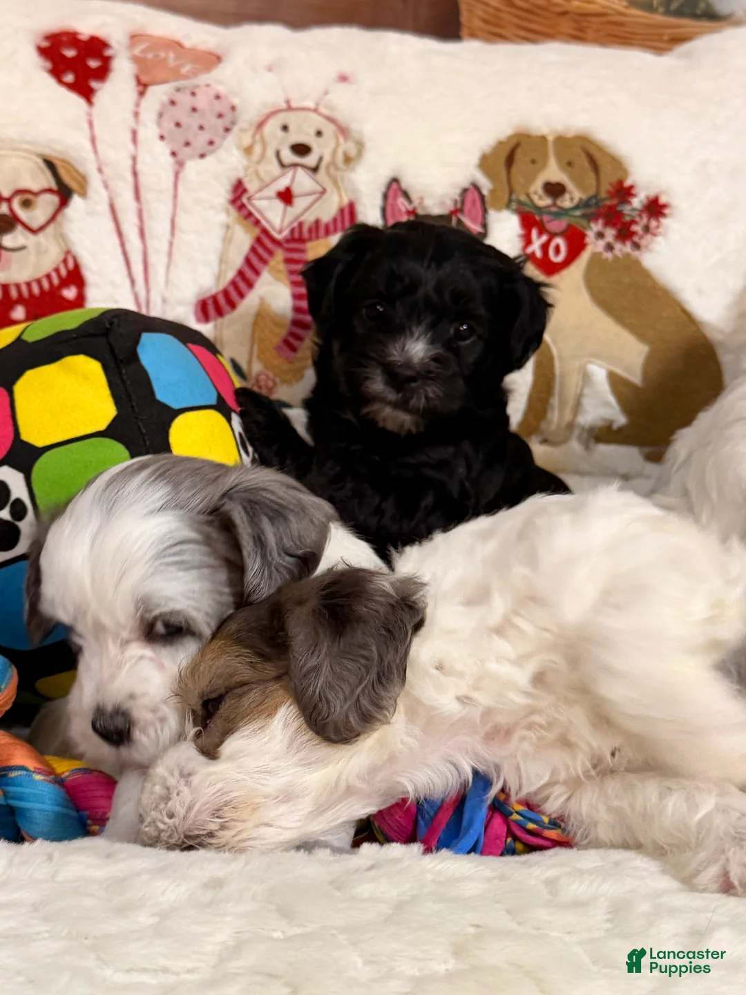 Mixed Breed dogs for sale: Espresso  - Ad 2