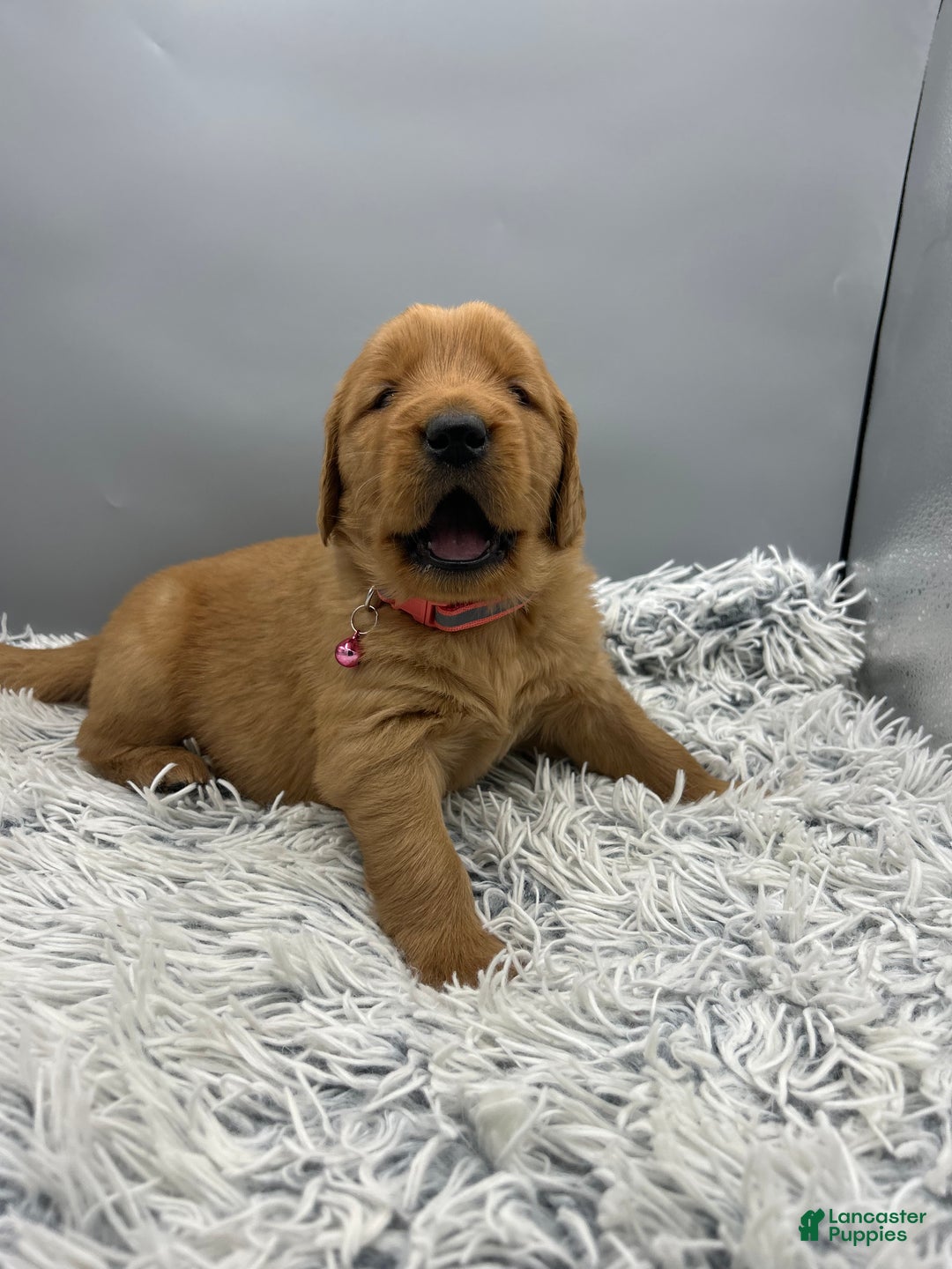 Golden Retriever dogs for sale: Golden Retriever Puppy chloe - Ad 6