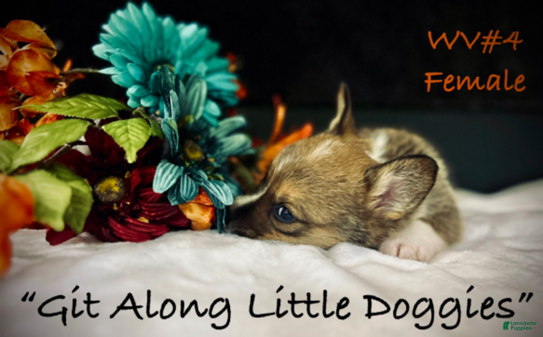 Welsh Corgi Pembroke dogs for sale: WV#4 - Ad 2