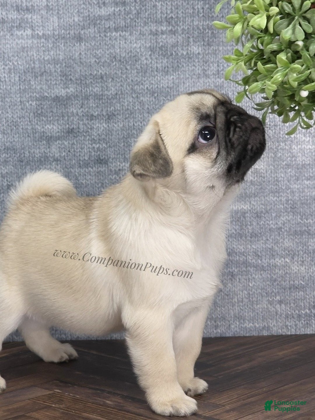 Pug dogs for sale: Excellent Christmas Present! - Silver Fawn Boy - Ad 20