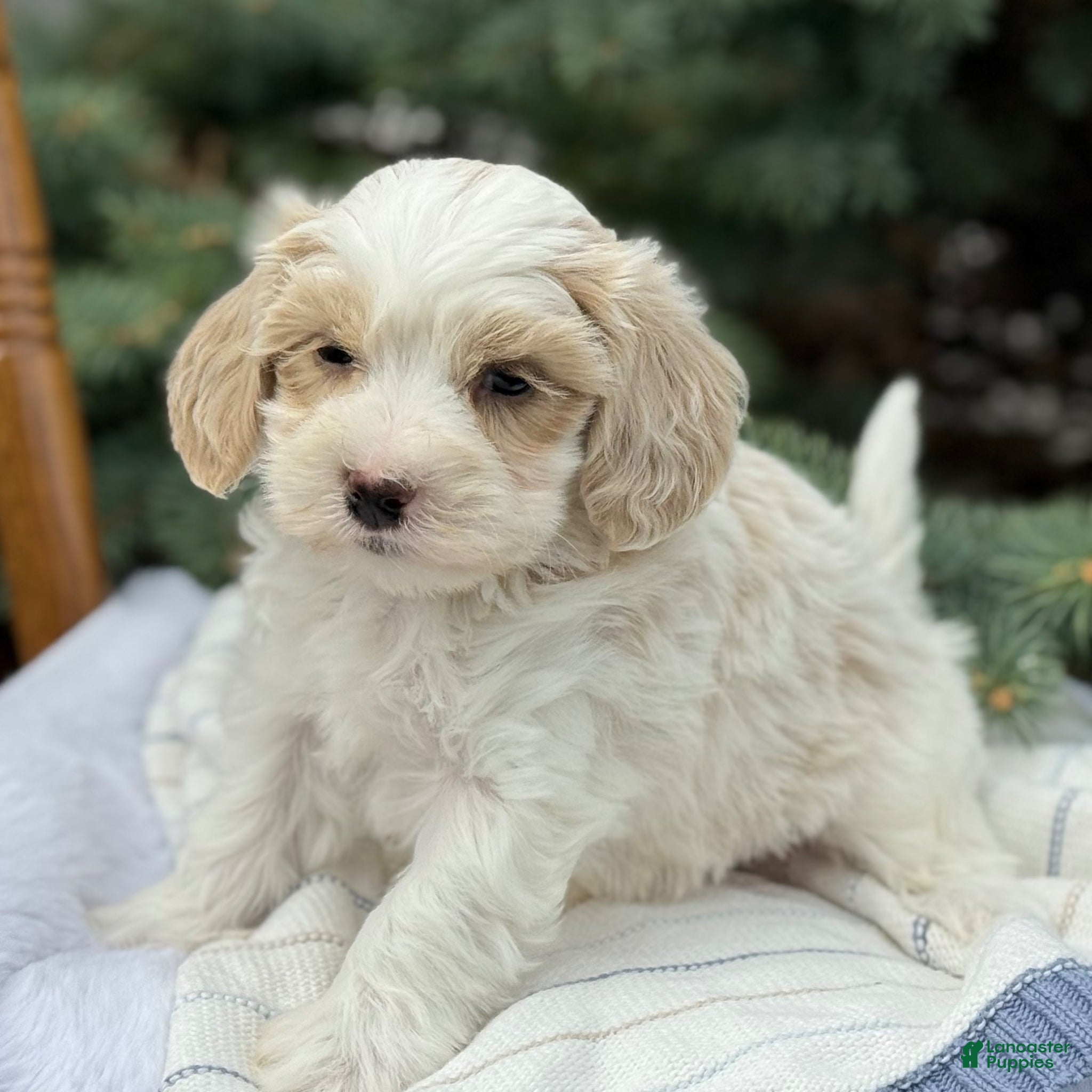 Maltipoo dogs Pip - Ad 2